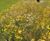 Wildflower Mat - pre-grown native meadow mat for green roofs (plastic-free) 2