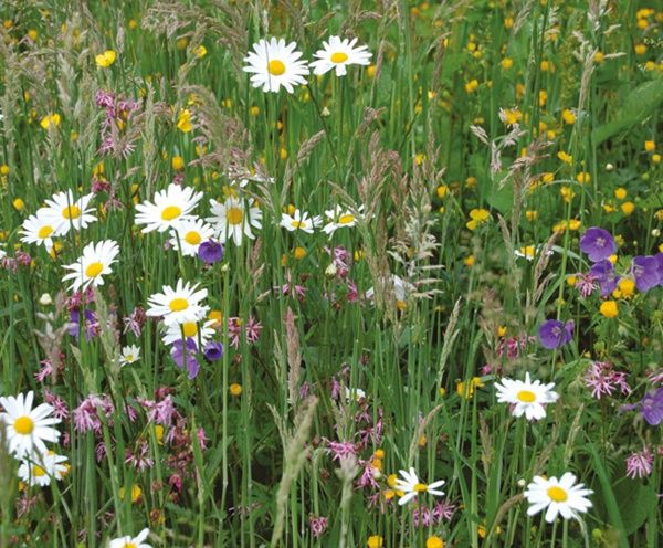 Wildflower Mat - pre-grown native meadow mat for green roofs