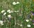 Wildflower Mat - pre-grown native meadow mat for green roofs (plastic-free) 0