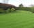 LT7 Festival - hardwearing turf for garden lawns and general landscaping 1
