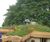 Lindum Wildflower - meadow turf with herbs and perennials 5