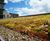 Sedum Mat - pre-grown vegetation mats for green roofs 0