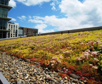 Sedum Mat - instant vegetation mats for green roofs