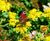 Sedum Mat - pre-grown vegetation mats for green roofs 3