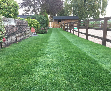 LT8 Festival Plus - turf for high-wear lawns, parks and pathways