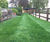LT8 Festival Plus - turf for high-wear lawns, parks and pathways 0