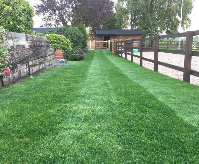 LT8 Festival Plus - turf for high-wear lawns, parks and pathways
