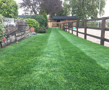 LT8 Festival Plus - turf for high-wear lawns, parks and pathways