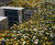 School roof transformed with wildflower matting 1
