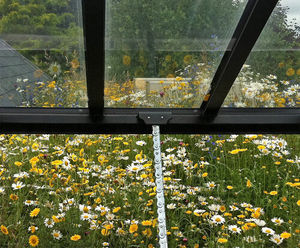 School roof transformed with wildflower matting