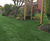 LT8 Festival Plus - turf for high-wear lawns, parks and pathways 3