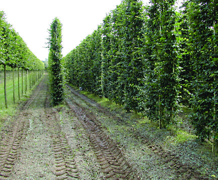 Instant hedging