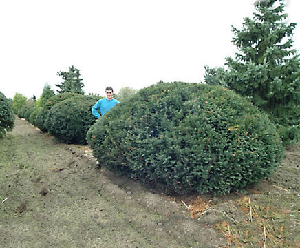 Topiary plants