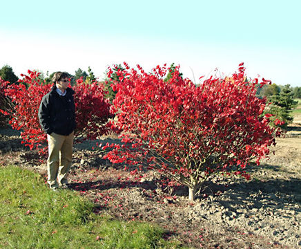 Shrub plants