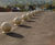 ASF 127 recycled cast iron spherical bollard 0