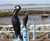 Cast post & rail sculptures, Tern Project, Morecambe 0