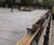 Extra long cast iron and timber seating for public realm 3