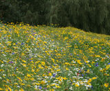 Wildflower bank seeding, Denton Golf Club, Manchester - on this page