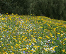 Wildflower bank seeding, Denton Golf Club, Manchester