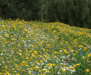 Wildflower bank seeding, Denton Golf Club, Manchester