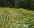 Wildflower bank seeding, Denton Golf Club, Manchester 0