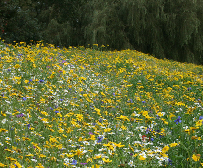 Wildflower bank seeding, Denton Golf Club, Manchester