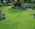 PM 50 Quality Lawn grass seed mix 1