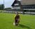 DLF Masterline 80 seed helps recovery of rugby pitches 0
