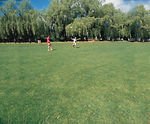 PM 26 Ecosward low-maintenance landscape grass seed with clover