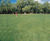 PM 26 Ecosward low-maintenance landscape grass seed with clover 0