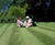 PM 29 All Season drought-tolerant landscaping grass seed mix 0