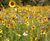 Colour Boost Floral Carpet high-impact wildflower mix 1