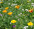 Colour Boost Biodiversity high-impact perennials mixture 0