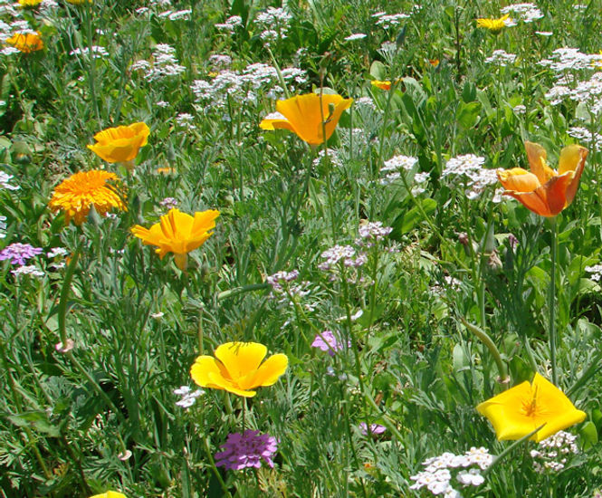 Colour Boost Biodiversity high-impact perennials mixture