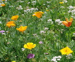 Colour Boost Biodiversity high-impact perennials mixture
