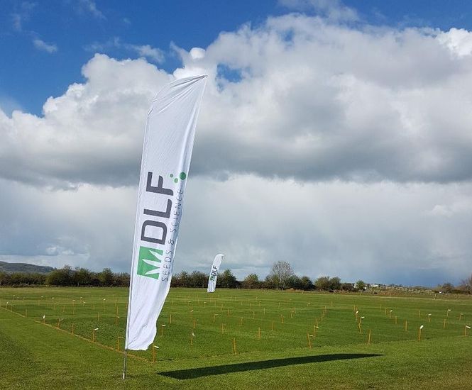 DLF Seeds joins The Amenity Forum