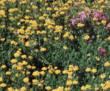 PM 105 Fertility seed mix for reclamation sites - on this page