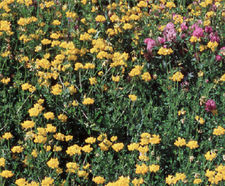 PM 105 Fertility seed mix for reclamation sites