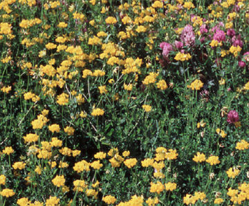 PM 105 Fertility seed mix for reclamation sites