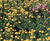 PM 105 Fertility seed mix for reclamation sites 0