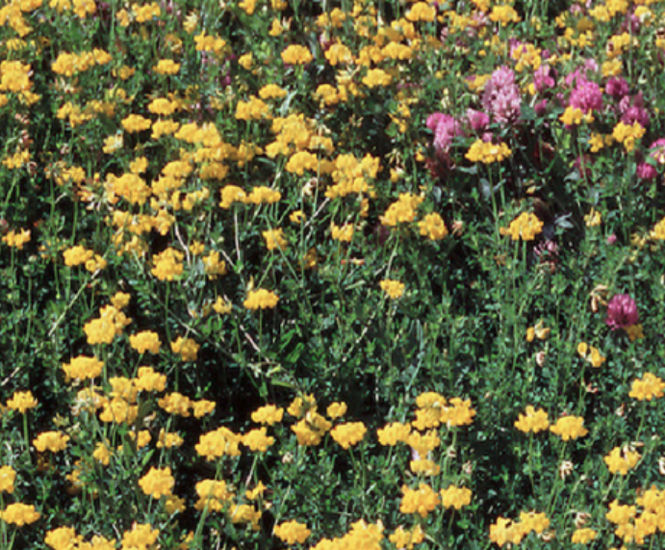 PM 105 Fertility seed mix for reclamation sites
