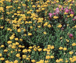 PM 105 Fertility seed mix for reclamation sites