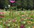 Colour Boost Skyscraper tall-growing wildflower mixture 1