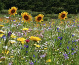 Colour Boost Honey Bee & Butterfly wildflower mixture - on this page