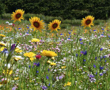 Colour Boost Honey Bee & Butterfly wildflower mixture