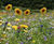 Colour Boost Honey Bee & Butterfly wildflower mixture 0