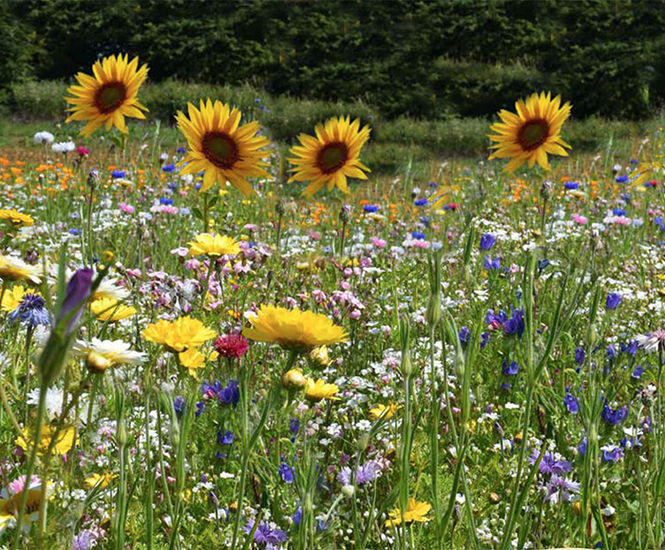 Colour Boost Honey Bee & Butterfly wildflower mixture