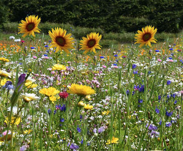 Colour Boost Honey Bee & Butterfly wildflower mixture