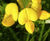 Pro Flora 16 Coastal wildflower mix 1