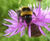 Pro Flora 15 pollinator wildflower mix 0